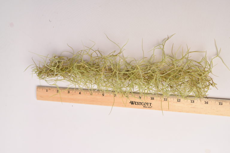 download spanish moss download spanish moss