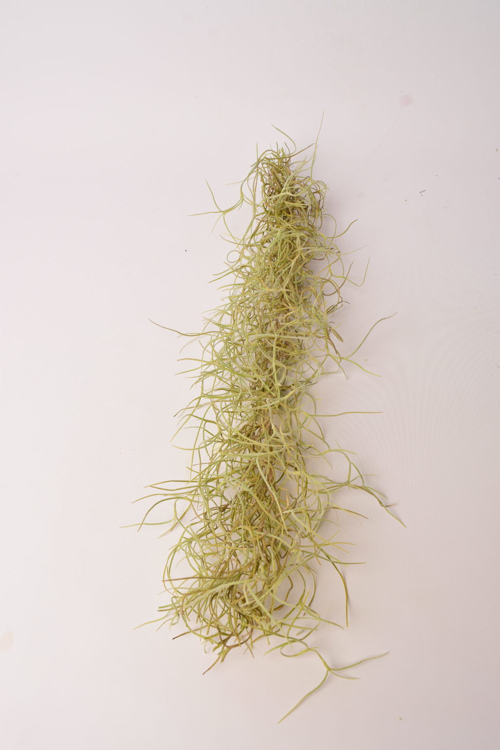download spanish moss download spanish moss