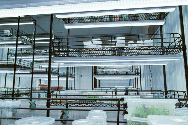 Florae facility micropropagation lab