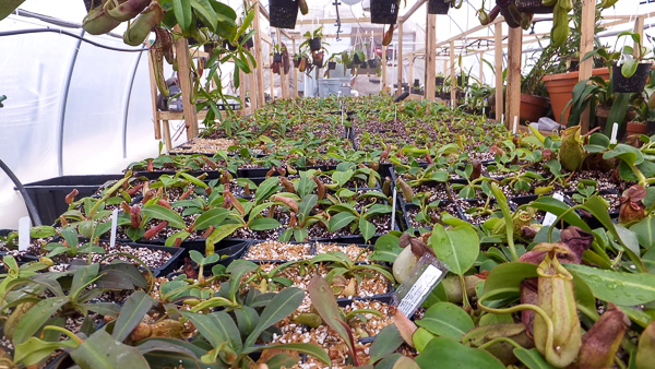 Inside Ryan's old Native Exotics greenhouse