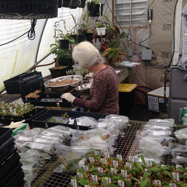 Ryan's Mom helping at Native Exotics