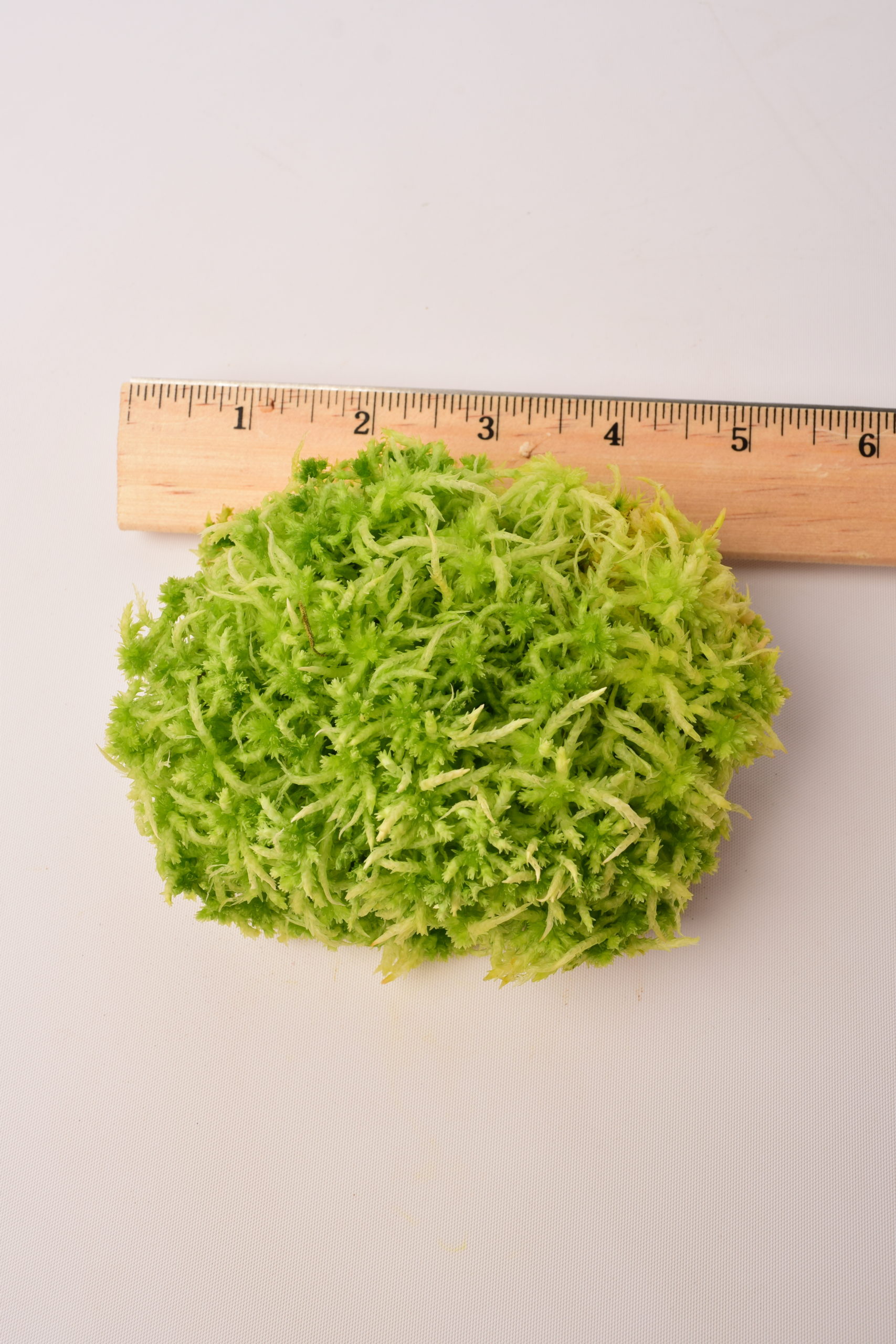 Living Sphagnum flexuosum Terrarium moss, with Phytosanitary