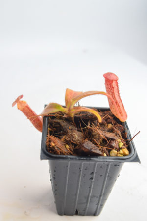 Nepenthes (veitchii x burbidgeae) x stenophylla | Florae | Seed Grown | Representative