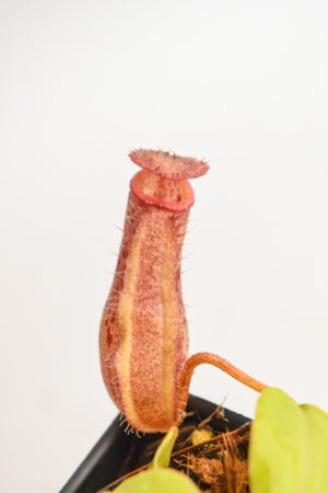 Nepenthes robcantleyi x ventricosa | Borneo Exotics | BE-4074 | N3367