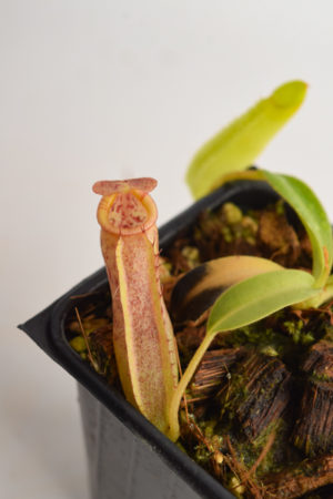 Nepenthes (veitchii x lowii) x sp. #1 | Borneo Exotics | BE-3844 | N3526