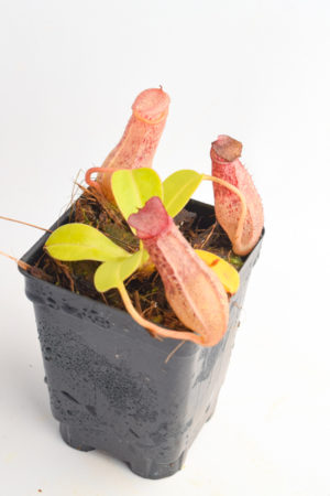 Nepenthes ventricosa x robcantleyi | Borneo Exotics | BE-3923 | N3765