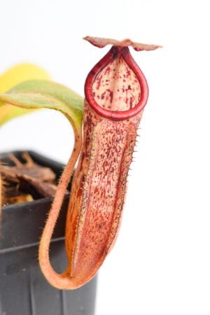 Nepenthes burbidgeae x glandulifera | Borneo Exotics | BE-3888 | N4465
