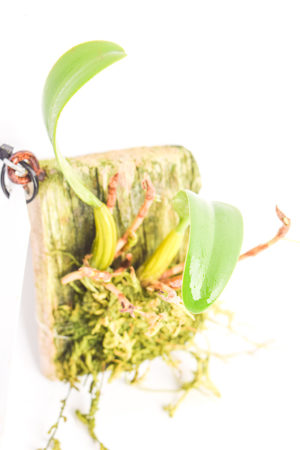 Bulbophyllum odoratissimum | Florae | Seed Grown | Representative