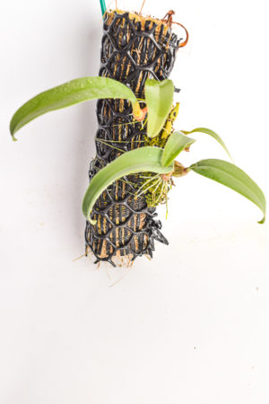 Bulbophyllum microtepalum | Florae | Seed Grown | Representative