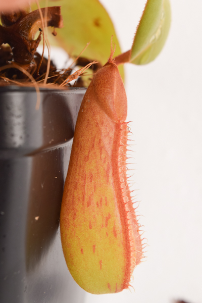 Nepenthes truncata x adnata {seedgrown individuals} | Carnivorous Plants | Seed | L5310 — Florae Collaborative