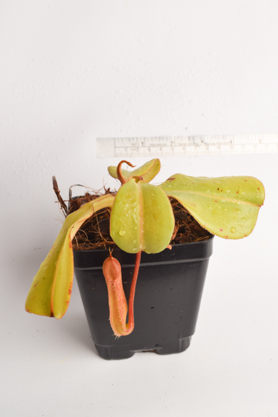 Nepenthes truncata x adnata {seedgrown individuals} | Carnivorous Plants | Seed | L5310 — Florae Collaborative