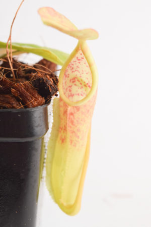 Nepenthes sanguinea | Florae | Rooted Cutting | N5670