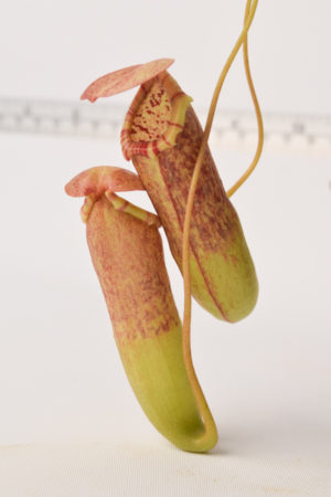 Nepenthes Unknown male Leilani hybrid #1 (probable bokorensis hybrid) | Florae | Rooted Cutting | L5782