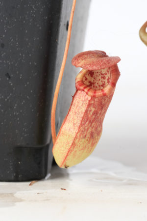 Nepenthes Unknown male Leilani hybrid #1 (probable bokorensis hybrid) | Florae | Rooted Cutting | L6014