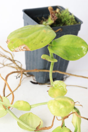 Rhaphidophora korthalisii | Florae | Rooted Cutting | N6109