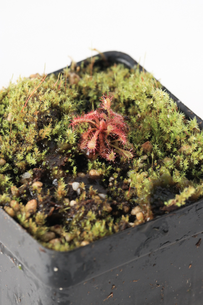 Sustainably Grown Tropical Plants — Florae Collaborative