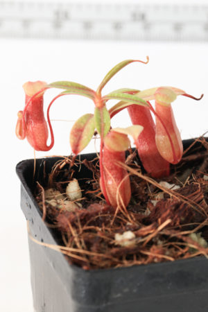 Sustainably Grown Tropical Plants — Florae Collaborative