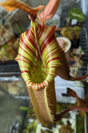 Nepenthes veitchii Murud, Striped x 'Candy' | Florae | FC-23.04 | Representative