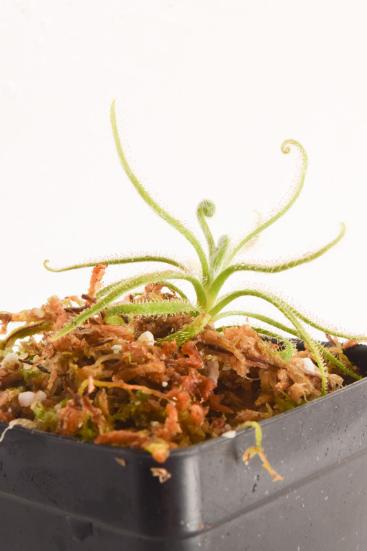 This is a wide angle photo of Drosera magnifica. This is a Tissue Culture plant propagated by Jeremiah Harris.