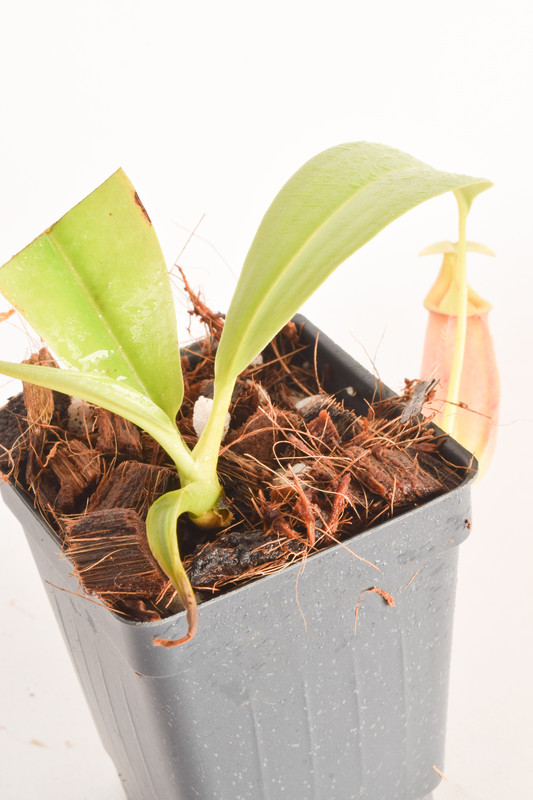 This is a wide angle photo of Nepenthes bicalcarata (Marudi). This is a Tissue Culture plant propagated by Malesiana Tropicals.