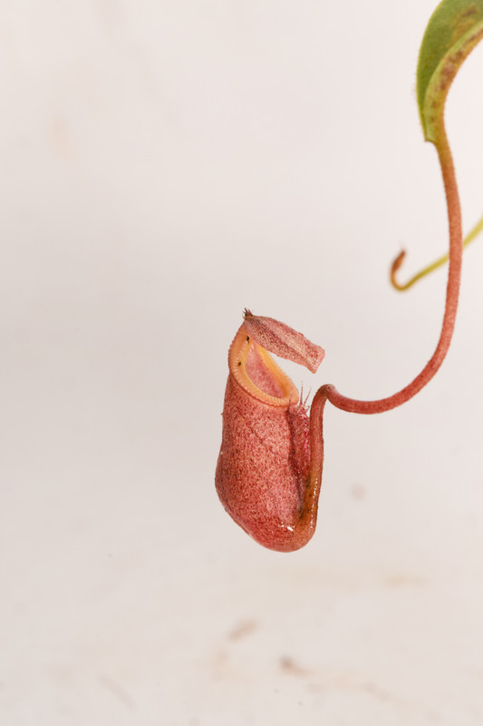 This is a wide angle photo of Nepenthes leonardoi. This is a Tissue Culture plant propagated by Malesiana Tropicals.