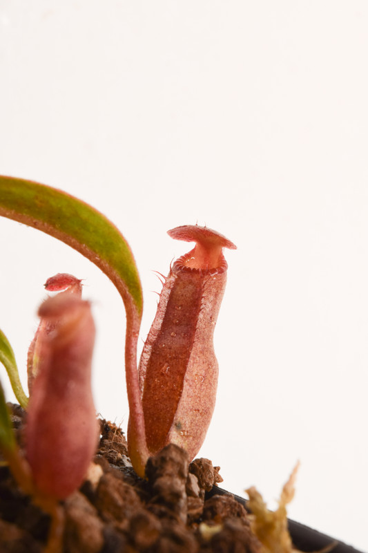 This is a close up photo of Nepenthes rajah x edwardsiana. This is a Tissue Culture plant propagated by Jeremiah Harris.