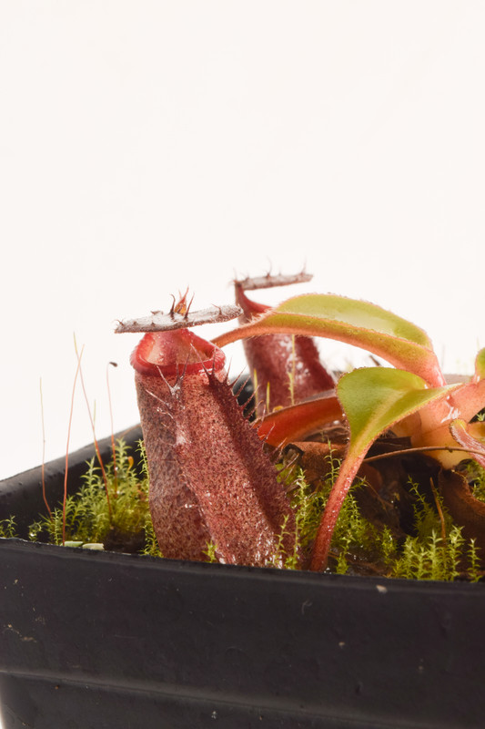 This is a wide angle photo of Nepenthes rajah x robcantleyi. This is a Tissue Culture plant propagated by Borneo Exotics.