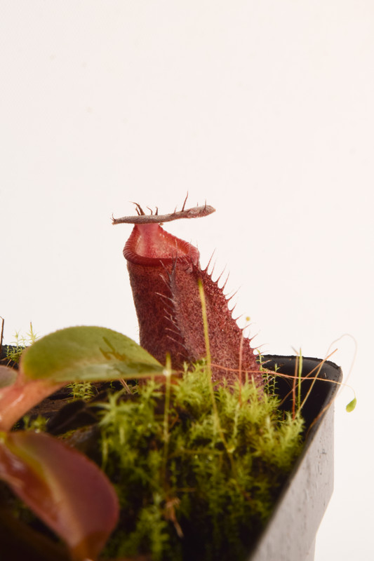 This is a close up photo of Nepenthes rajah x robcantleyi. This is a Tissue Culture plant propagated by Borneo Exotics.