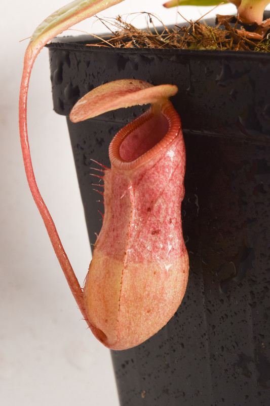 This is a close up photo of Nepenthes sibuyanensis x merrilliana. This is a Tissue Culture plant propagated by Borneo Exotics.