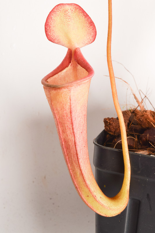 This is a wide angle photo of Nepenthes [thorelii x (spectabilis x northiana)] x lowii #15. This is a Rooted Cutting plant propagated by Florae.