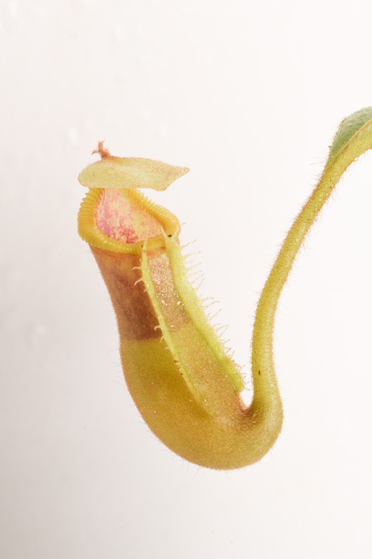 This is a close up photo of Nepenthes veitchii x edwardsiana. This is a Tissue Culture plant propagated by Andreas Wistuba.