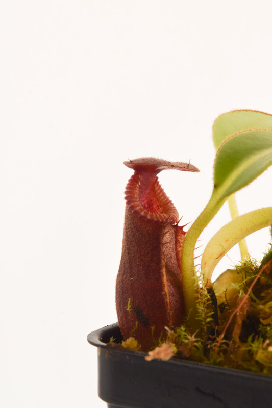 This is a close up photo of Nepenthes x trusmadiensis. This is a Tissue Culture plant propagated by Florae.