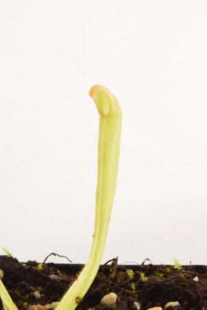 This is a close up photo of Heliamphora "Godzilla". This is a Tissue Culture plant propagated by Andreas Wistuba.