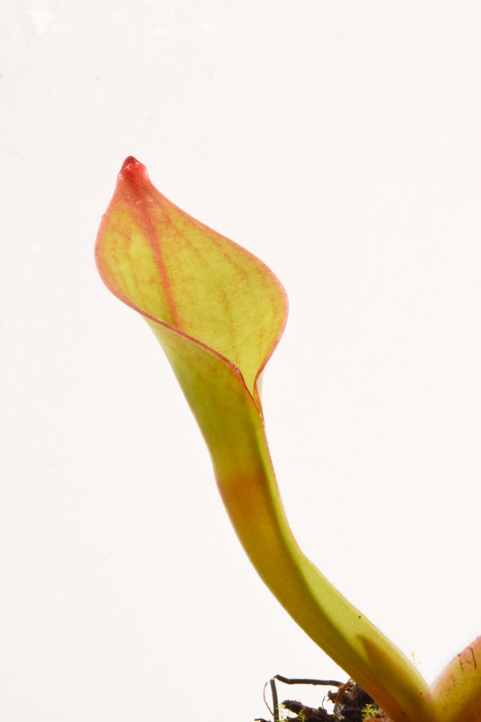 This is a close up photo of Heliamphora hispida x (heterodoxa x ionasi) (?). This is a Seed Grown plant propagated by Andreas Wistuba.