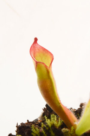 This is a close up photo of Heliamphora huberi (Angasima) x folliculata Aparaman. This is a Seed Grown plant propagated by Andreas Wistuba.