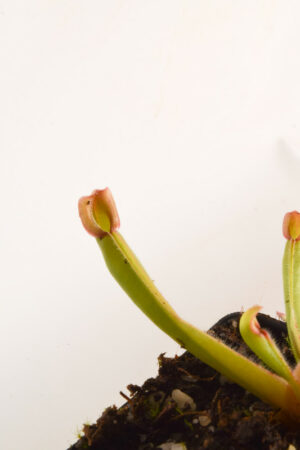 This is a close up photo of Heliamphora ionasi (Ilu Tepui