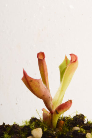 This is a close up photo of Heliamphora pulchella (Apacapa Tepui