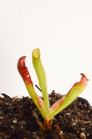 This is a close up photo of Heliamphora pulchella {H1646-02