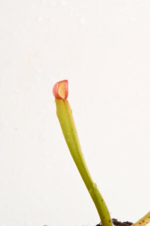 This is a close up photo of Heliamphora purpurascens {mix of clones