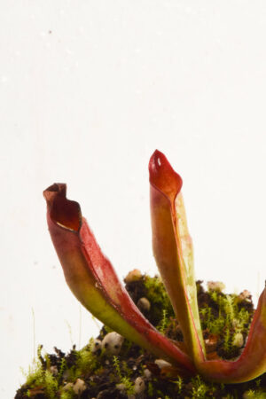 This is a close up photo of Heliamphora sarracenioides (Ptari
