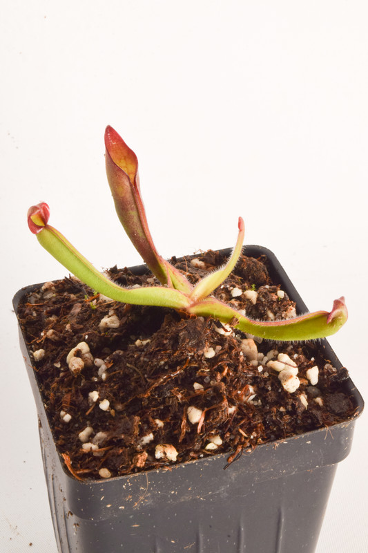 Venezuela}. This is a Tissue Culture plant propagated by Best Carnivorous Plants.