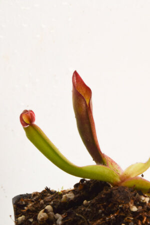 This is a close up photo of Heliamphora sarracenioides {chubby form