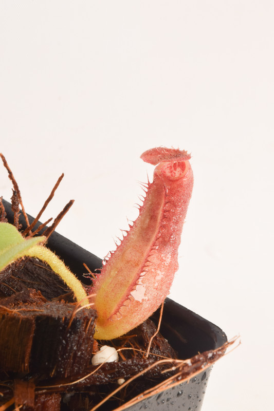 This is a close up photo of Nepenthes truncata. This is a Tissue Culture plant propagated by Borneo Exotics.