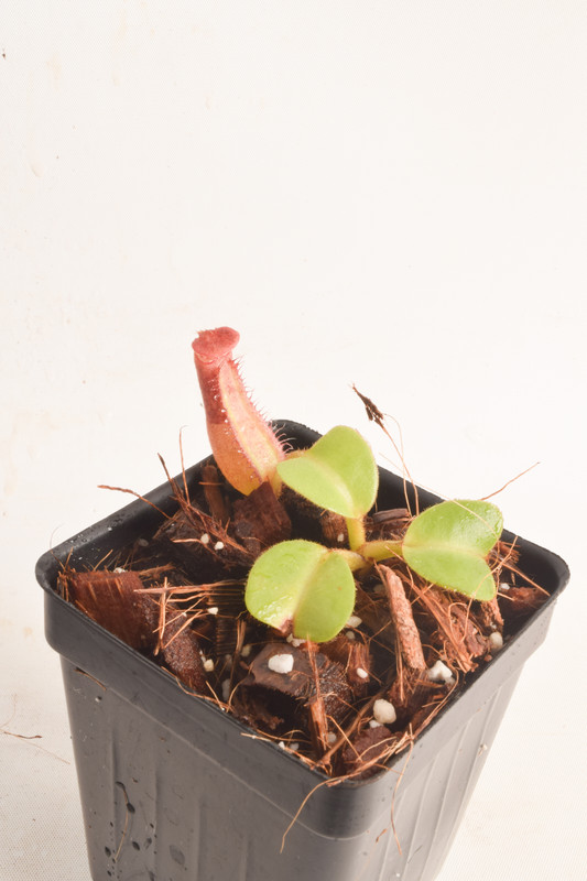 This is a wide angle photo of Nepenthes truncata. This is a Tissue Culture plant propagated by Borneo Exotics.