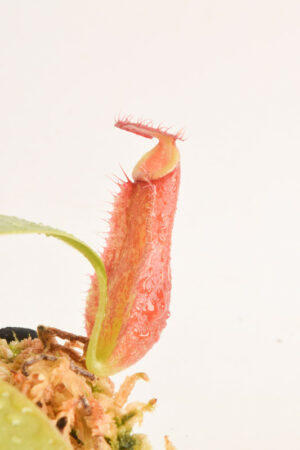 This is a close up photo of Nepenthes ampullaria x (sibuyanensis x ventricosa). This is a Seed Grown plant propagated by Borneo Exotics.