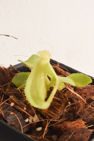 This is a close up photo of Nepenthes truncata. This is a Tissue Culture plant propagated by Borneo Exotics.