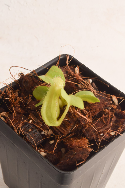 This is a wide angle photo of Nepenthes truncata. This is a Tissue Culture plant propagated by Borneo Exotics.