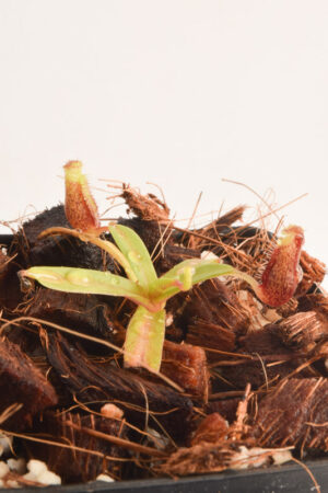 This is a close up photo of Nepenthes mikei. This is a Tissue Culture plant propagated by Borneo Exotics.