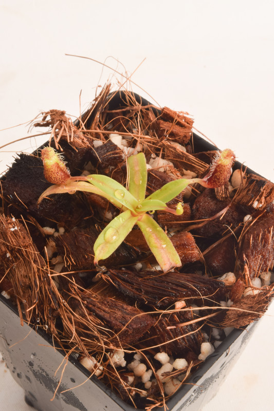 This is a wide angle photo of Nepenthes mikei. This is a Tissue Culture plant propagated by Borneo Exotics.