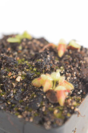 This is a close up photo of Cephalotus follicularis. This is a Tissue Culture plant propagated by Christian Klein.